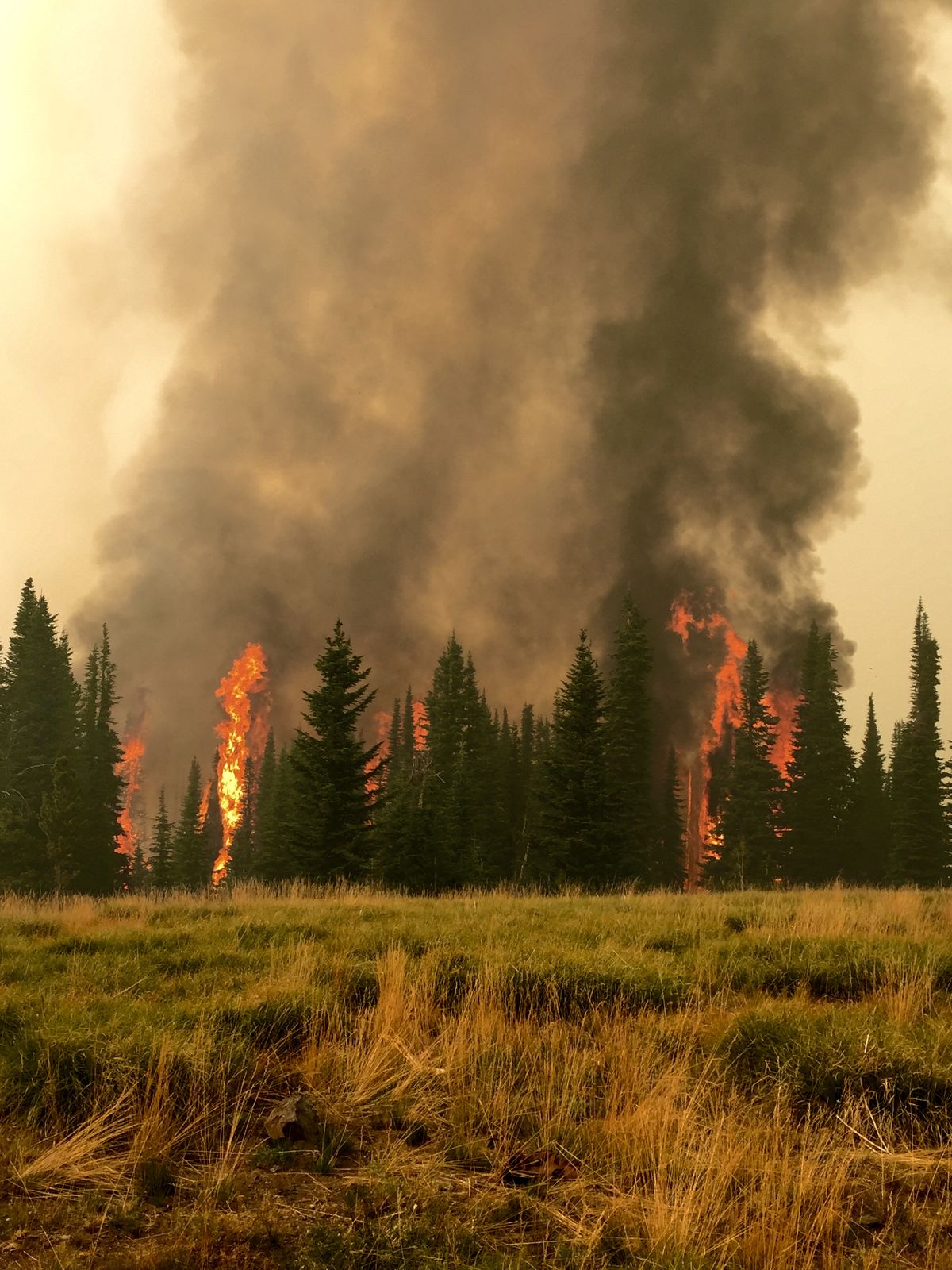 El Niño pode aumentar incêndios florestais no segundo semestre, alertam especialistas