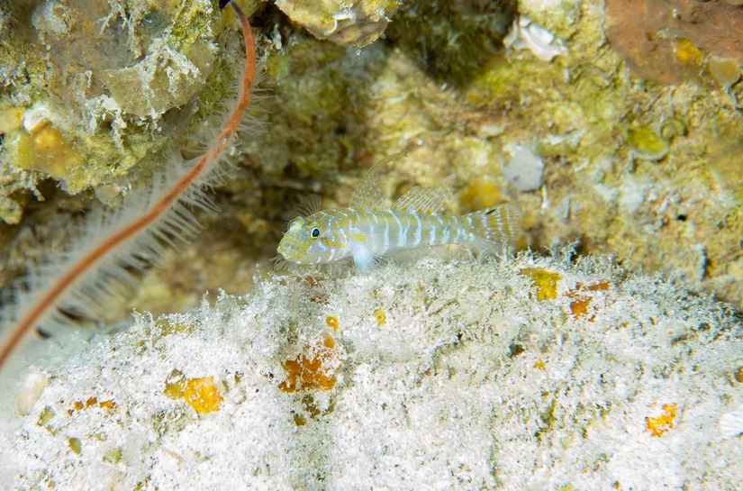 Poluição sonora marinha reduz sons dos peixes