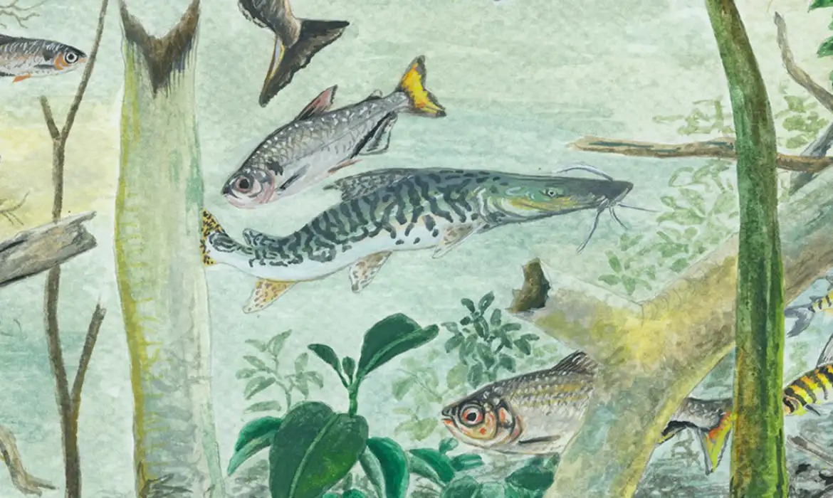 Amazônia tem 2.716 espécies de peixes catalogadas pela ciência
