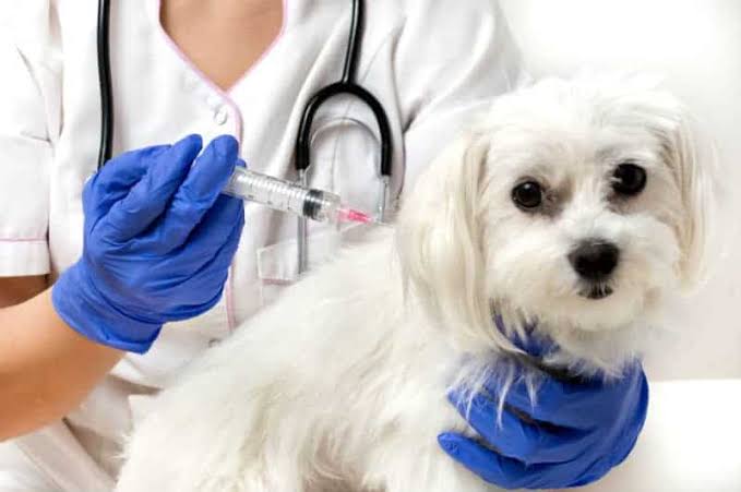 Manaus inicia vacinação antirrábica nesta quinta e quer imunizar 282,4 mil animais